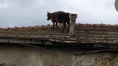 Bursa’da kaçan dana mahalleyi birbirine kattı