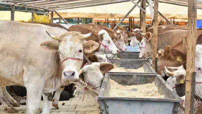 Trabzon’da kurban satış ve kesim alanları nerede? Detaylar belli oldu
