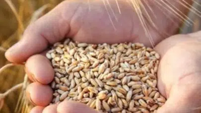 Buğday fiyatları üreticiyi memnun etmiyor? TMMOB Ziraat Mühendisleri Odası'ndan açıklamalar