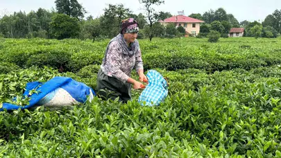 Çaykur'un piyasa liderliğinde son durum nedir? Raflardaki çay fiyatları ne kadar?