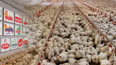 Fiyat tekeli müfettiş raporunda: Tavuk eti sektöründe neler oluyor?
