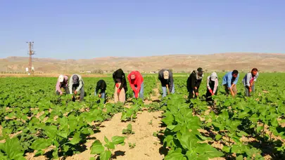 Tarım işçilerinin Urfa'dan Kayseri'ye uzanan zorlu yolculuğu