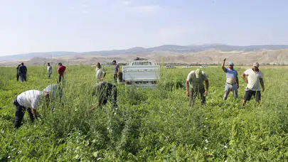 Erzin'de 'siyah inci' hasadı başladı : Fiyatlar düşüşe geçti