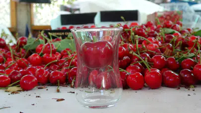 Çanakkale'de çay bardağından geçmeyen kirazların hasadı başladı