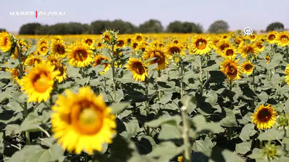Kırklareli'nde ayçiçeği tarlaları sürücülere renkli rota sunuyor