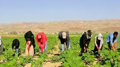 Mevsimlik tarım işçileri neden zorlu koşullarda çalışmak zorunda kalıyor?