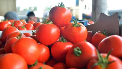 Hatay'da hallerde domates fiyatları 15 TL'ye düştü
