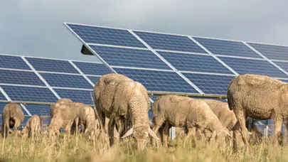 Aynı araziden iki gelir birden : Elektrik üretirken koyun da besliyor