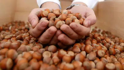 Fındık piyasasında fiyat dalgalanmaları üreticiyi nasıl etkileyecek?