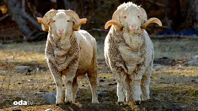 Merinos erkek kuzularının açık artırma fiyatı ne kadar olacak?