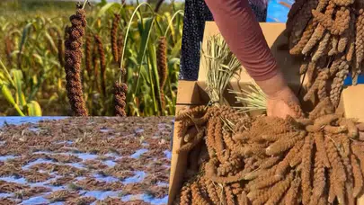 Osmaniye'de ilk kez yetiştirilen dal darı ile ilgili ne biliniyor?