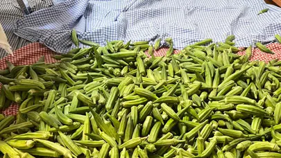 Bamya fiyatları üreticiyi nasıl etkiliyor? Afyonkarahisar'da kilosu 150 TL'ye ulaştı