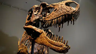 67 milyon yıllık T-Rex iskeleti hangi fiyata satıldı?