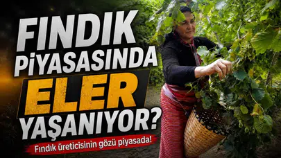 Hasat öncesi fındık piyasasında son durum nedir? İşte güncel fındık fiyatları
