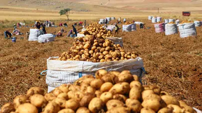 Patates fiyatları neden yükseldi? Sandıklı'da hasat başladı