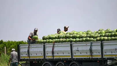 Adana'da karpuz fiyatları neden düşüyor