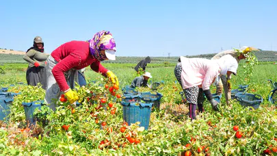 Salçalık domateste hasat süreci nasıl ilerliyor ve fiyatlar neden düşük?