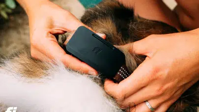 Köpek takip cihazında kapsama alanı sorunu bitiyor : Uydu bağlantılı Fi Ultra tanıtıldı