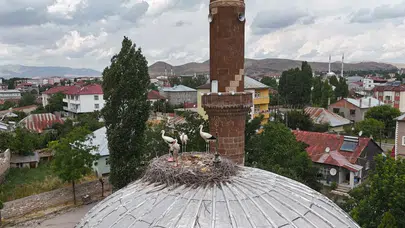 Patnos'ta leyleklerin gelişi bu yıl gecikti