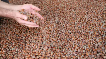 Fındık fiyatları serbest piyasada düşüş gösterdi mi? İl il güncel rakamlar