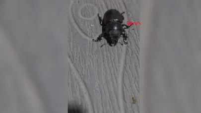 Tokat'ta nesli tükenmekte olan gergedan böceği neden görüntülendi?