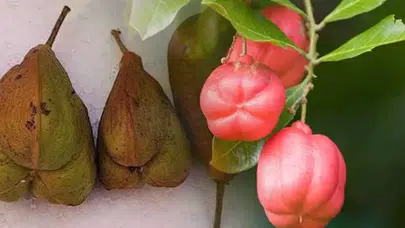 Türkiye'de neden bulunmayan dünyanın en lezzetli meyvesi ackee nedir?