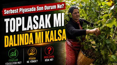 TMO fındık fiyatı açıklamadan önce serbest piyasada son durum ne?
