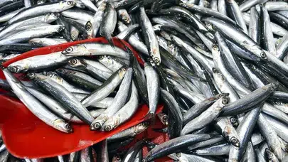 Türk hamsisine Avrupa’dan büyük ilgi : İhracat 9 milyon dolara yaklaştı
