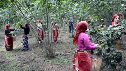 Giresun'da fındık işçisinin yevmiye ücreti belli oldu