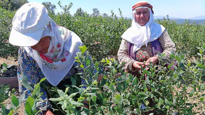 Kurak arazi nasıl bereketli topraklara dönüştü? Yaban mersini üretimiyle ekonomiye katkı
