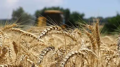 Buğday fiyatları neden 2 yılın zirvesine ulaştı ve gelecekte ne bekleniyor?