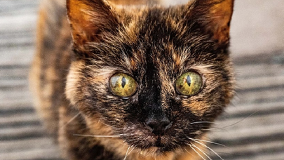 31 yaşındaki kedi Millie'nin uzun ömrünün sırrı nedir?