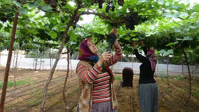 Manisa'da yılın ilk hasadı gerçekleşti mi? Üreticiler fiyatları bekliyor
