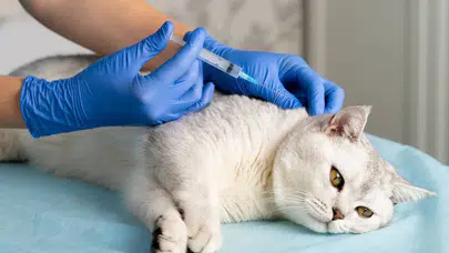 Kedi ısırığı kuduz yapar mı? Diyarbakır’daki vaka sonrası uzmanlardan açıklama