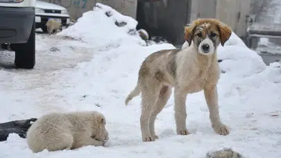 Diyarbakır’da taşların arasında mahsur kalan iki yavru köpek nasıl kurtarıldı ?