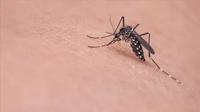 Belçika’da ilk kez ülke içinde bulaşan Batı Nil virüsü vakaları tespit edildi