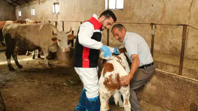 Hayvanları kenelere karşı nasıl koruruz ? Hayvanlara kene ilaçlaması nasıl yapılır ?