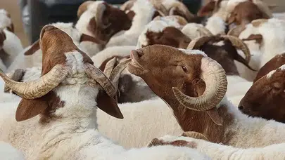 TİGEM küçükbaş hayvan satışı ne zaman gerçekleşecek? İhale hangi tarihte gerçekleşecek?