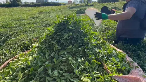 Çaykur Kontenjan uygulaması ne zaman bitecek, kaç gün sürecek?