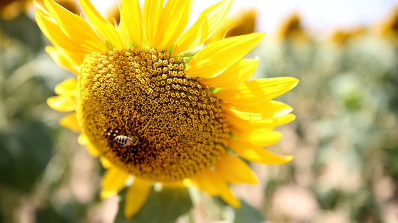 Trakya'da güzellikleriyle büyüleyen ayçiçekleri görsel şölen oluşturdu!