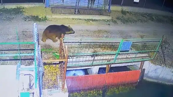 Kış gelmedi, ayılar sokaklarda: Erzincan’da sıra dışı anlar