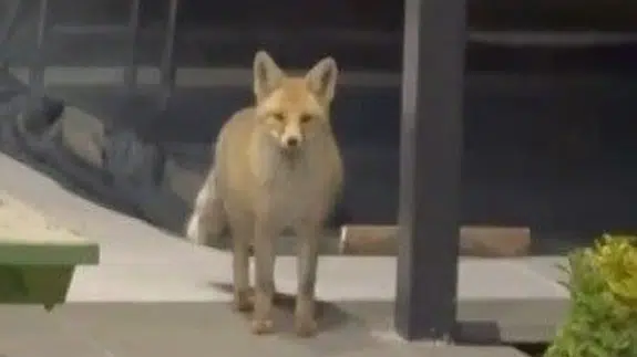 Erzincan'da 19 köpeği atlatan tilki kedi mamalarını yedi