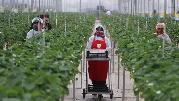 Yapay zekanın desteğiyle çilekte 7 ülkeye ihraç!