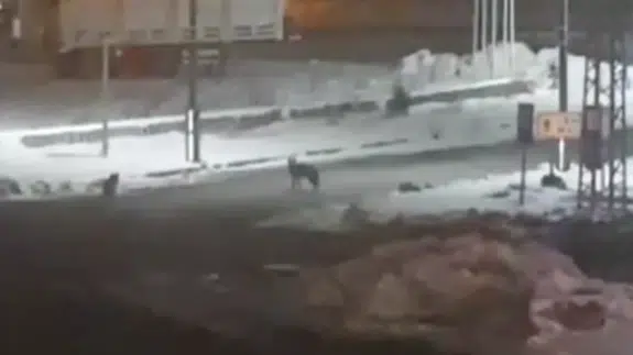 Erzurum Karayazı’da kurt alarmı! Sürü halinde sokaklara indiler