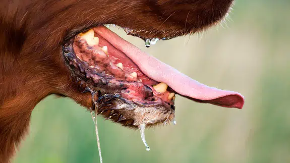 Kuduz paniğe neden oldu! 4 bölge karantinada