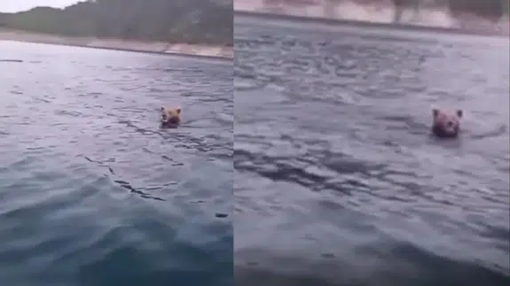 Sinop'ta ilginç anlar: Boyabat Barajı'nda yüzen ayı sürprizi