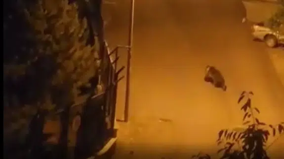 Ankara'da aç ayı sokak sokak gezdi! İşte o anlar