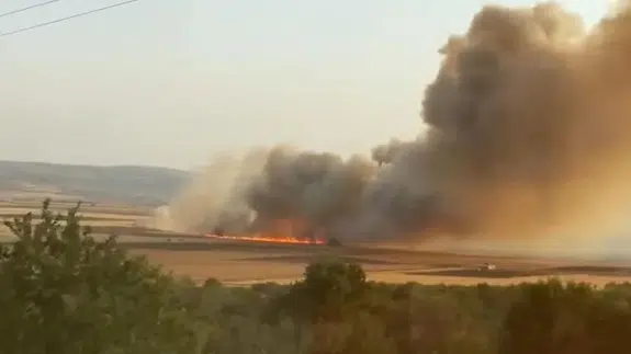 Buğday tarlasında facia: Yangında hayvanlar da telef oldu