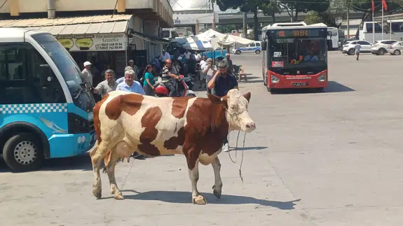 Manisa'da mezbahadan kaçan inek otogarı birbirine kattı