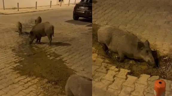 İzmir'de su birikintisi yaban domuzlarının ilgisini çekti!